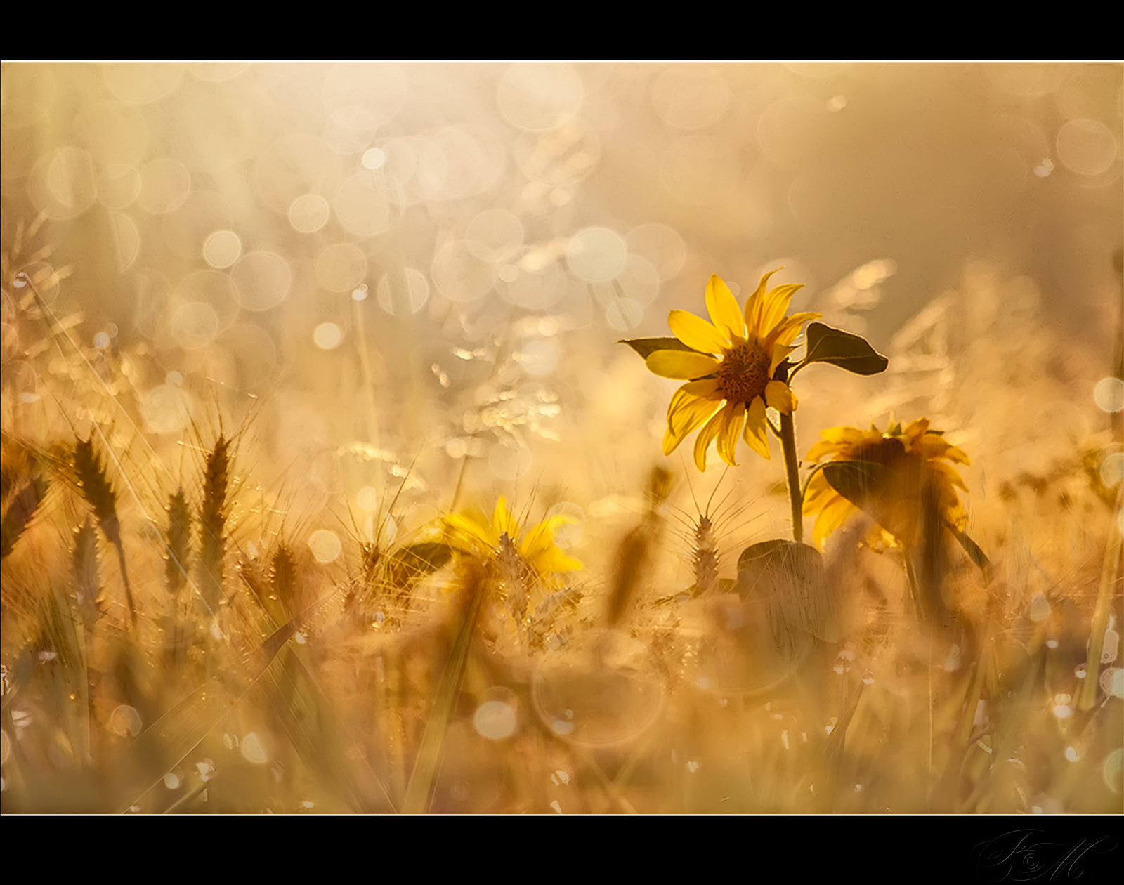 slunečnímu záření, krajina, Photoshop, květiny, voda, Příroda, nebe, pole, fotografování, svítání, žlutý, ráno, řeka, HDR, Nikon, bokeh, 2013, Adobe, světlo, podzim, mlha, cestovat, květ, rostlina, Italia, slunečnice, flóra, louka, podrážka, sigma, obraz, obrázek, fiori, natura, štika, fiume, Photomatix, veneto, obraznost, alba, Campagna, divoká rostlina, paesaggio, prérie, počítač tapeta, mediterraneo, suchozemská rostlina, kvetoucí rostlina, makro fotografie, tráva rodina, daisy rodina, bellitalia, maurizio51rewinds