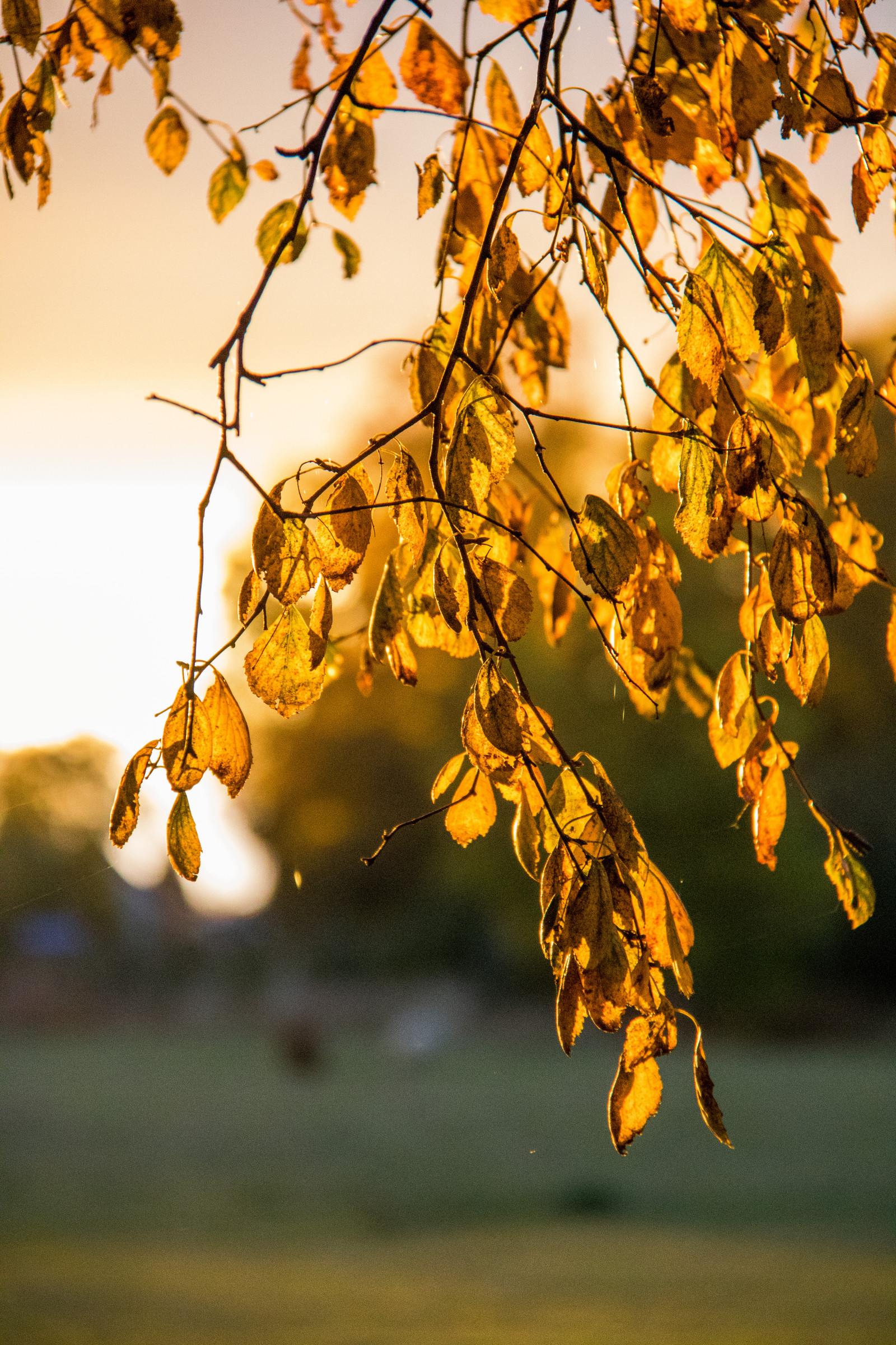 slunečnímu záření, Příroda, větev, žlutý, strom, podzim, list, květ, rostlina, sezóna, zlatá hodina, flóra, solljus, l v, exif modelu canoneos760d, geocountry, Kamera aby kánon, geocity, Model fotoaparátu canoneos760d, geostate, geolocation, EXIF čočka efs18200mmf3556is, EXIF otvor 56, exif aby kánon, exif isospeed 2500, exif focallength 135mm, gyllenetimmen, větvička, suchozemská rostlina, kvetoucí rostlina, dřevina, závod stonek, jinan dvoulaločný