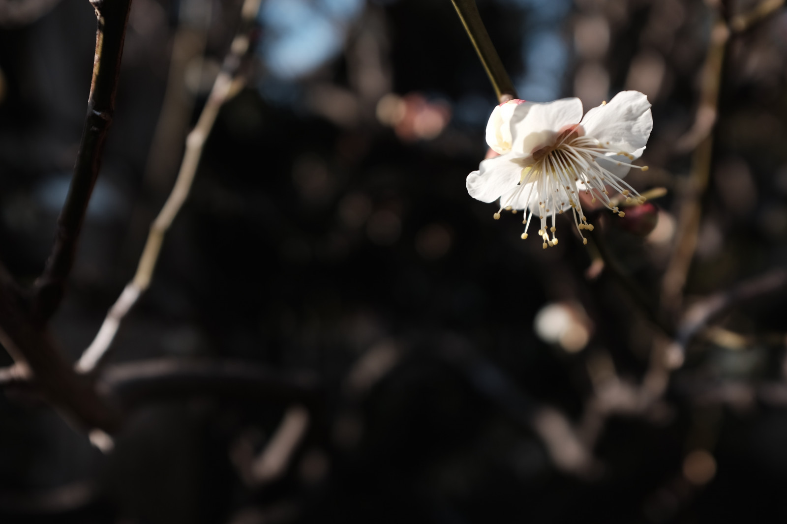 Japonsko, slunečnímu záření, Příroda, fotografování, větev, květ, jaro, Tokio, Fujifilm, strom, podzim, list, květ, rostlina, sezóna, UME, flóra, okvětní lístek, Fujinon, ikegamibaien, Ikegami, japaneseapricot, classicchrome, x, x100, x100t, vyrobit, botanika, zblízka, makro fotografie