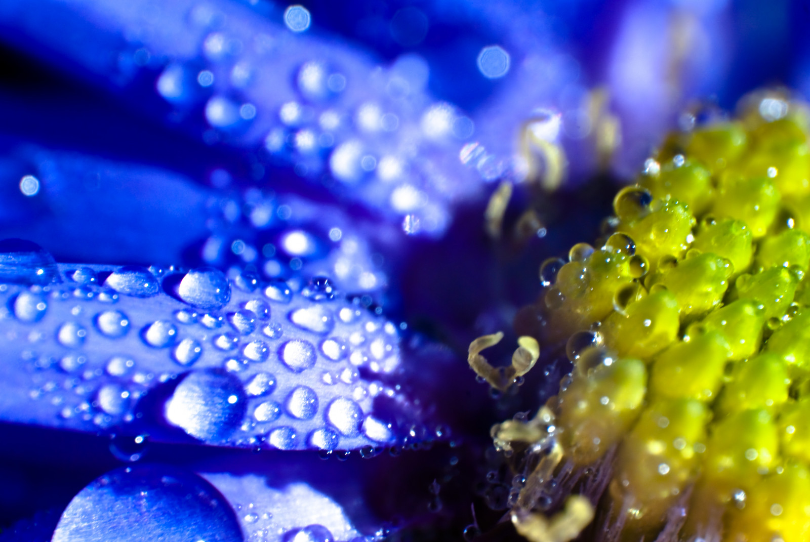 ráno, modrý, podzim, květ, makro, objektiv, kapky, Nikon, bokeh, Herbst, retro, rosa, adaptér, Tau, blau, blume, bl te, 1870mm, tropfen, D80, waterdropsmacro, Revesed, waterdropsmacros