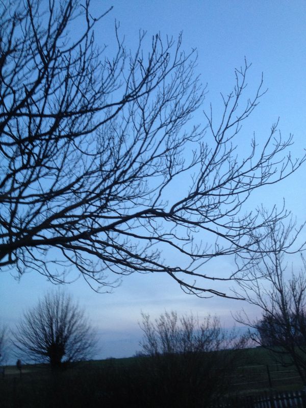 landscape,sky,branch,snow,winter,cloud