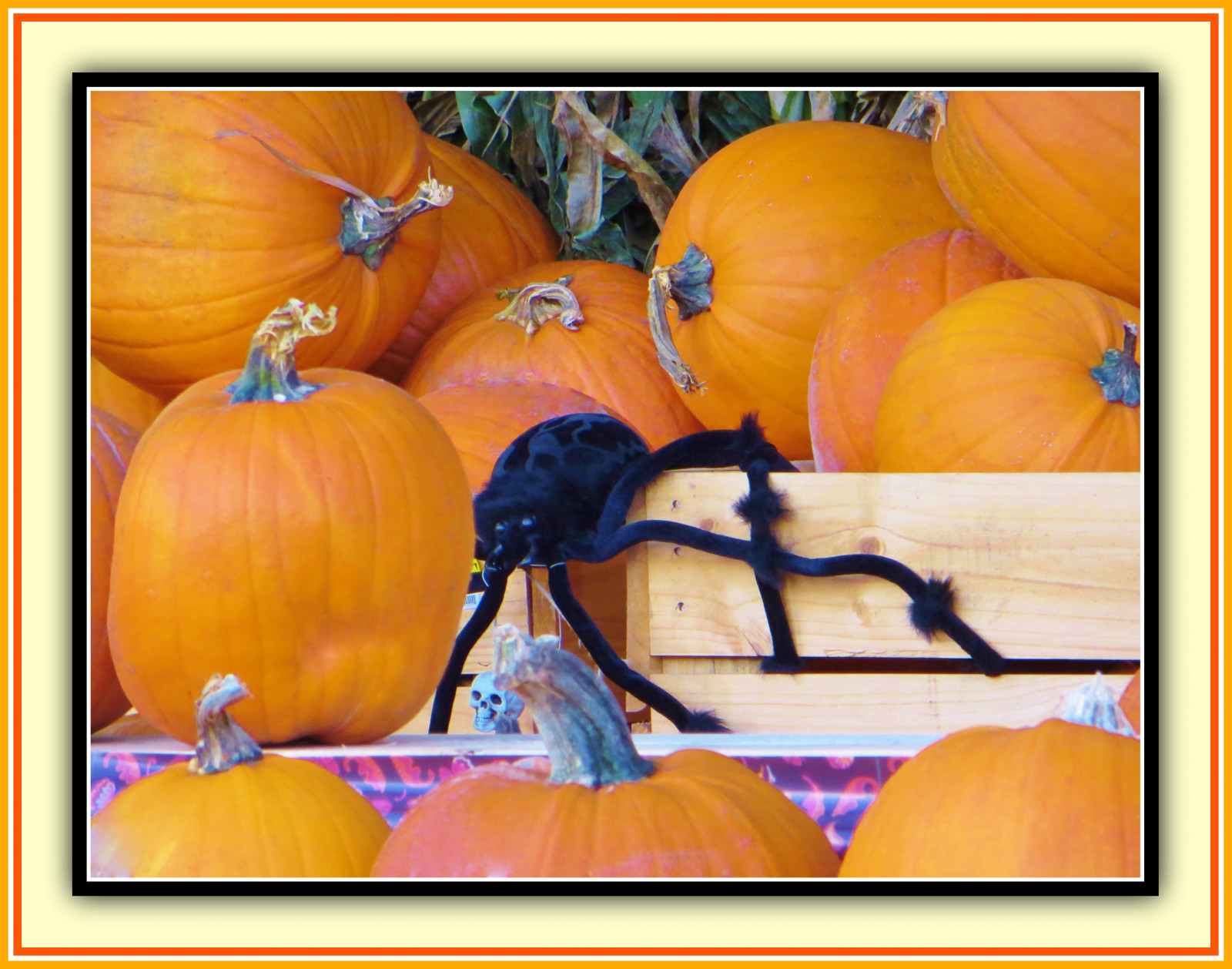 Wallpaper winter squash, calabaza, cucurbita, pumpkin, vegetable