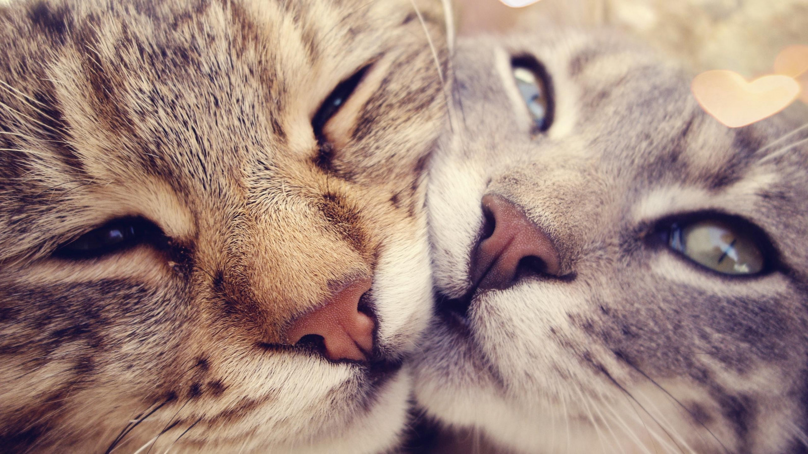 cat, animals