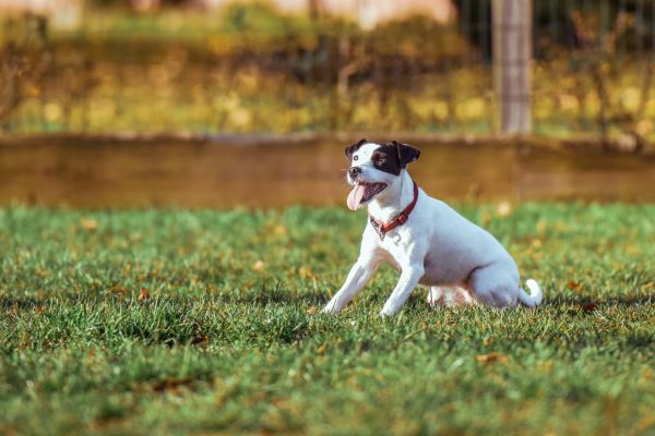 sunlight,dog,puppy,mammal,grass,lawn