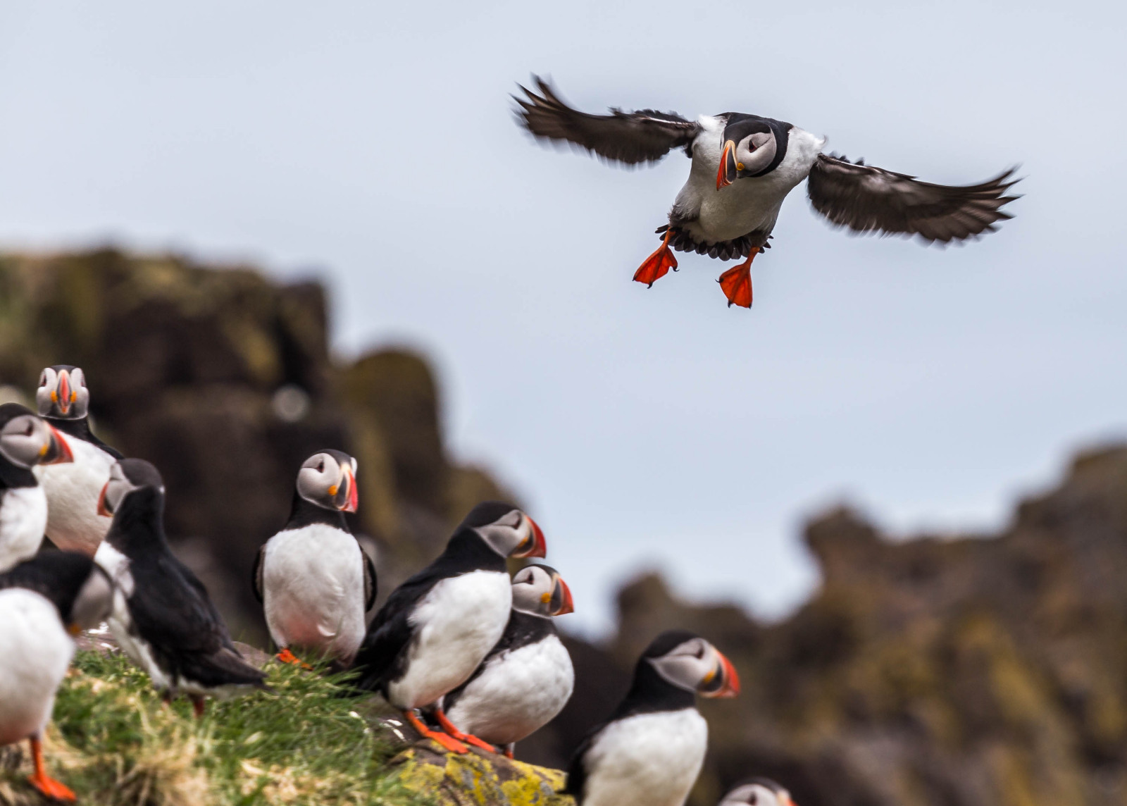 ptactvo, moře, Příroda, útes, Volně žijících živočichů, Kánon, Evropa, Island, přistání, zobák, pták, východní, jaro, mořský pták, 2x, YongNuo, fauna, obratlovců, Charadriiformes, Puffin, kolonie, ptactva, prodlužovač