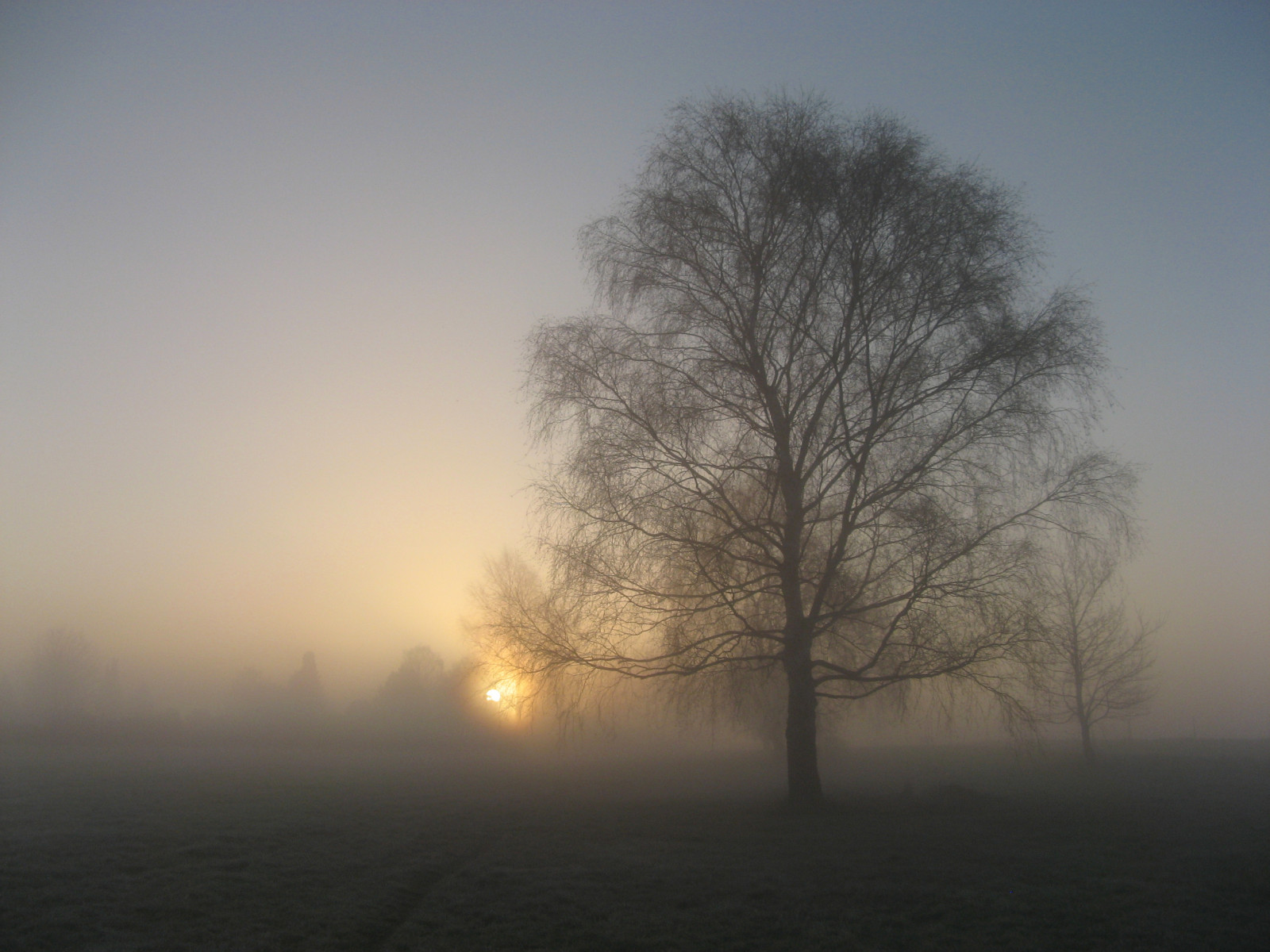 ráno, Přátelé, mlha, strom, mlhavý, mlha, svítání, Dánsko, březen, coth, anawesomeshot, explorewinnersoftheworld, 100commentgroup, virtualjourney, saariysqualitypictures, coth5