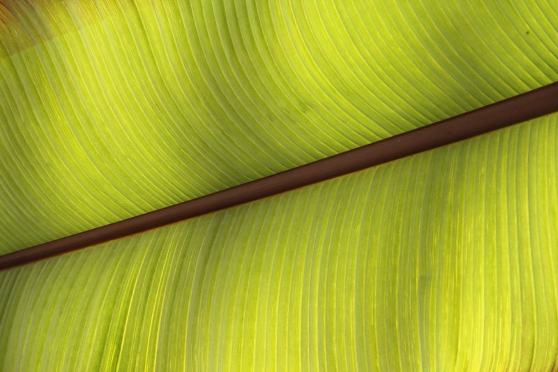 abstract,groen,detailopname,blad,patroon,structuur