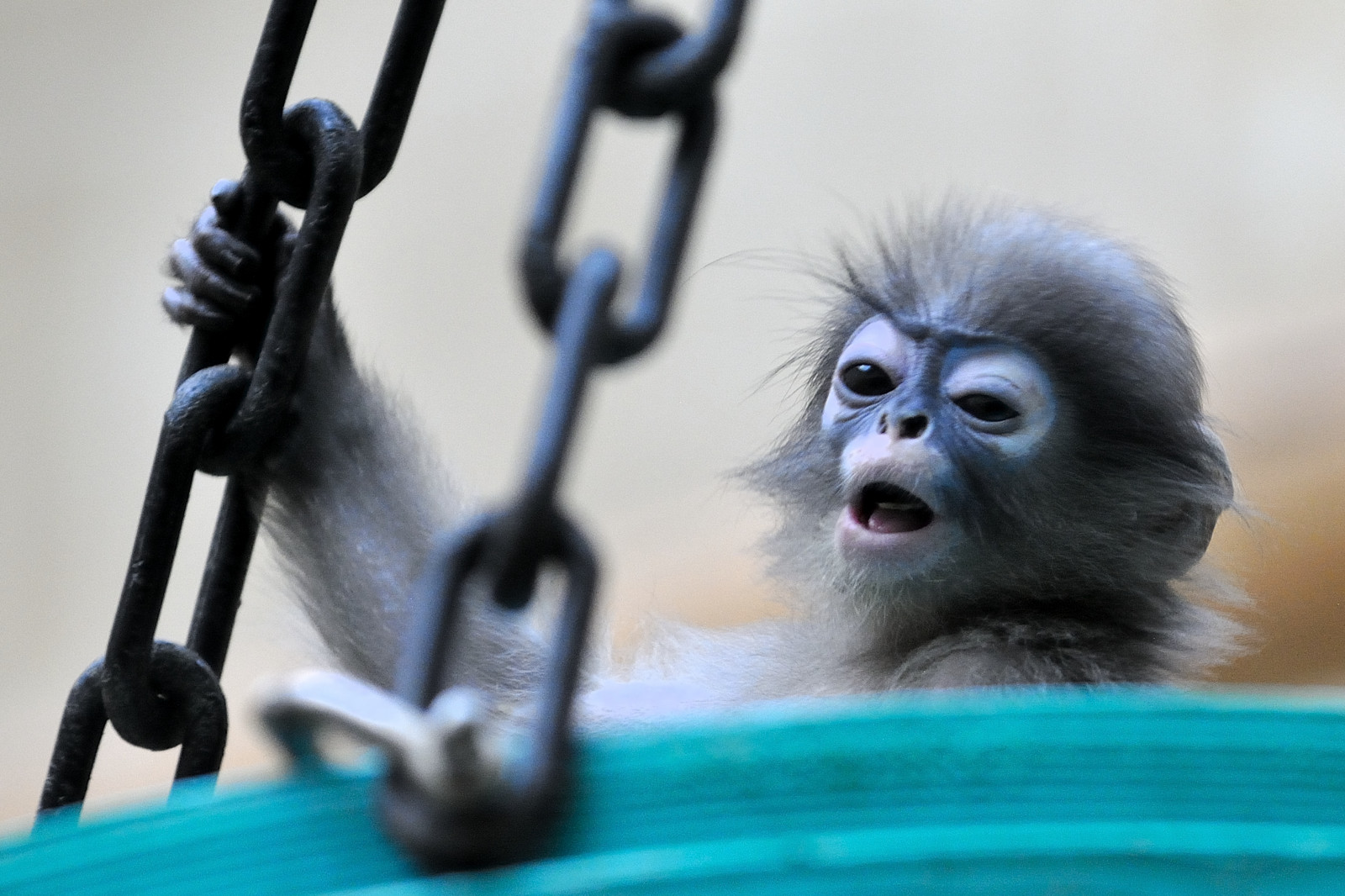 Německo, Volně žijících živočichů, Nikon, zoologická zahrada, opice, deutschland, lemur, makak, fauna, savec, Německo, D300, čenich, primát, organismus, ploskonosí, opice Starého světa, affe
