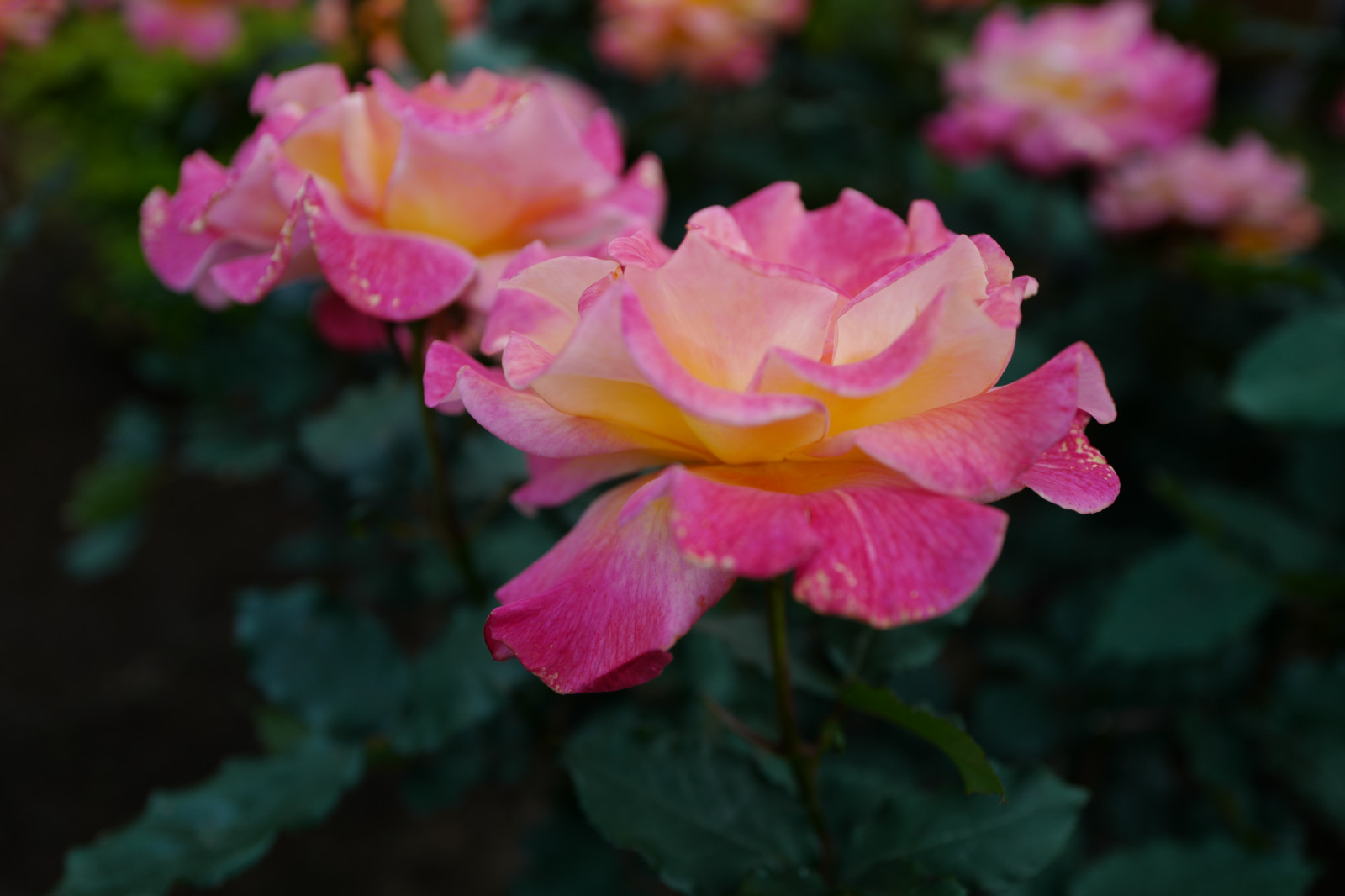 Wallpaper : Japan, pink, Leica, Tokyo, Jp, flower, flora, petal ...
