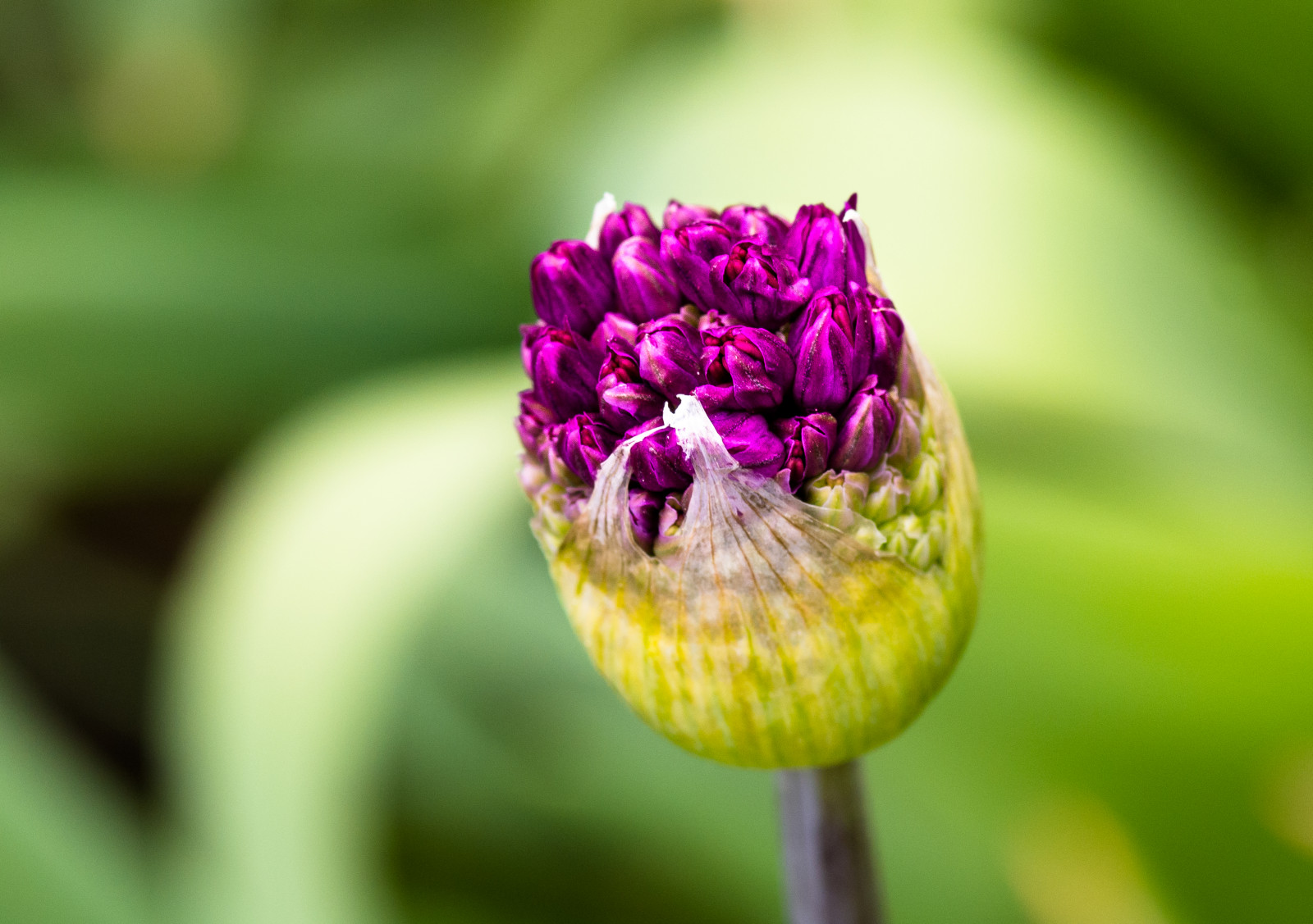 natur, planter, fotografering, tæt på, makro, grøn, gul, blomst, PENTAX, blad, blomst, plante, flora, K5, knop, kronblad, 100mm, wildflower, botanik, jord plante, blomstrende plante, tæt på, makrofotografering, stængelplante