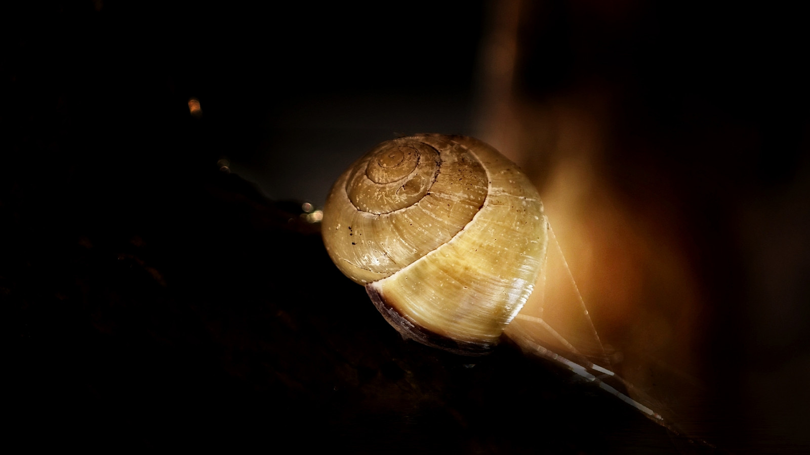 západ slunce, Černá, Příroda, zvíře, zahrada, zonsondergang, Pozadí, natuur, hlemýžď, Tuin, Dier, Slache, Slakkenhuis, samsungnx300