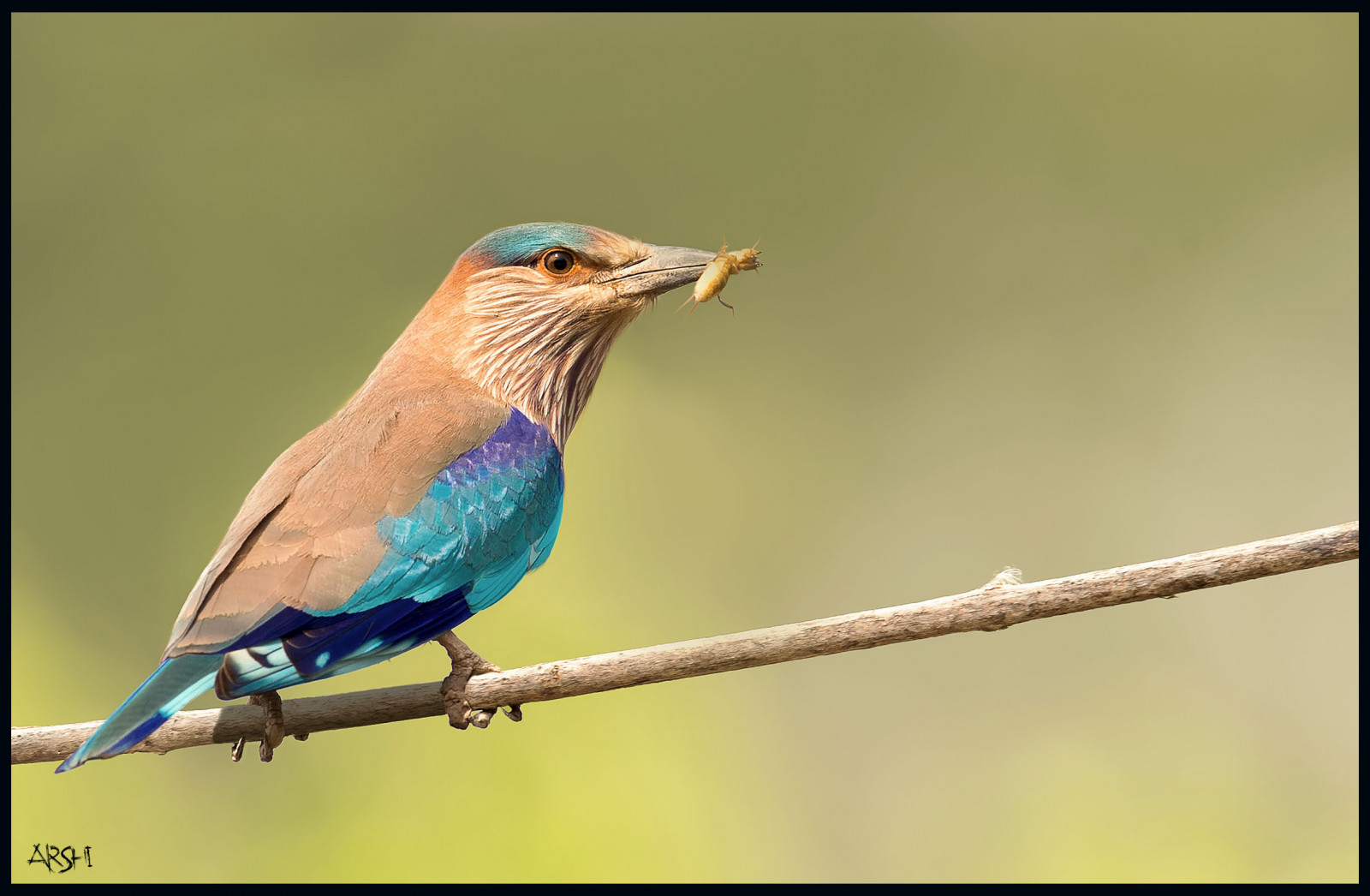 ilovenature, venkovní, Birdseyeview, naturephotography, birdphotography, birdsofpakistan, nikkor600mmf4, birdslover, birdsphotography, ilovewildlife, nikond4s, Peřímodkazy