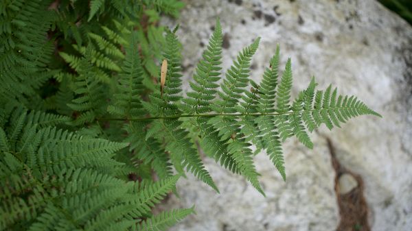 nature,plants,leaves