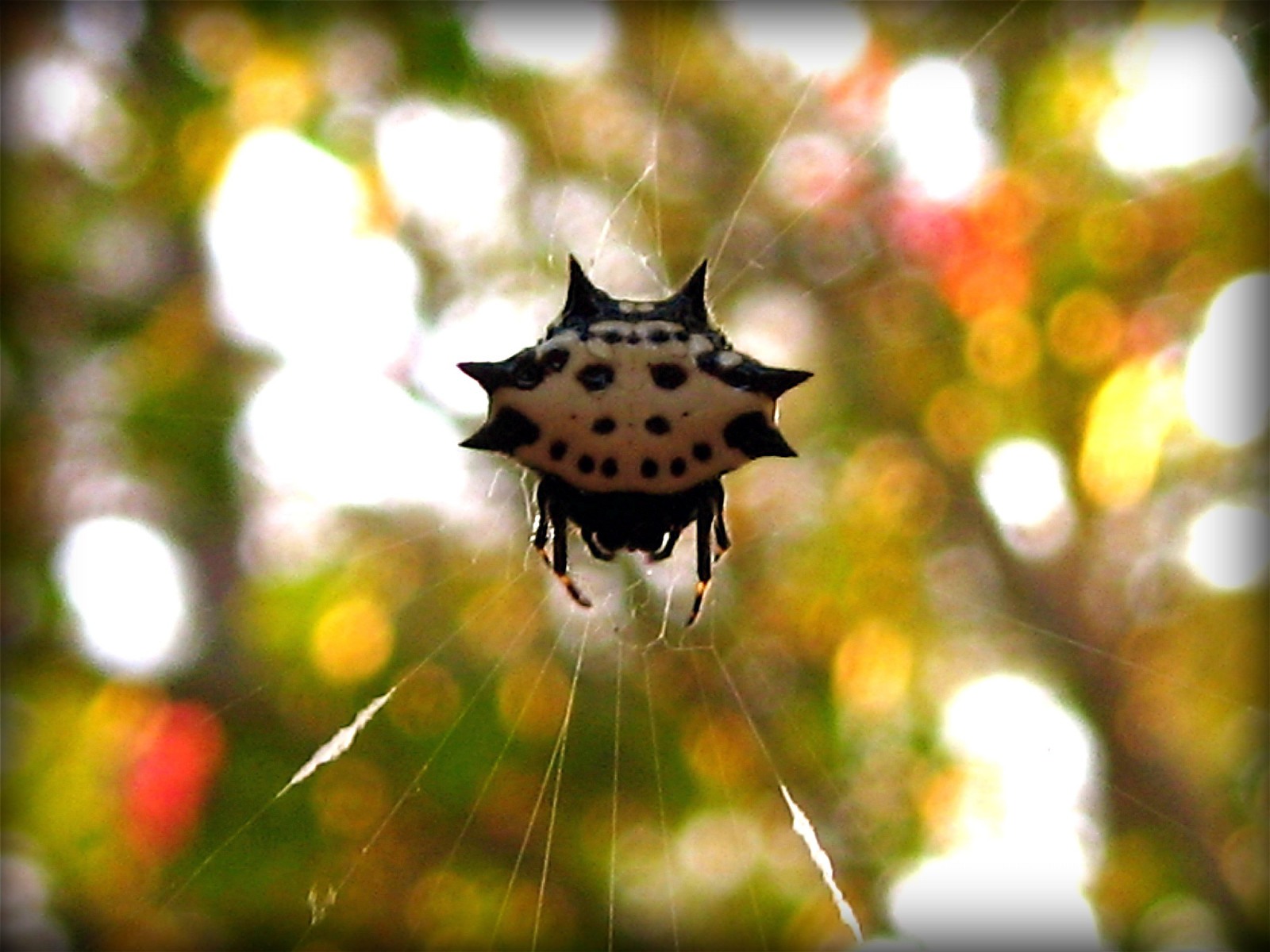 list, flóra, zblízka, makro fotografie, organismus, rostlina, počítač tapeta