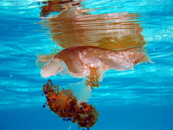 sea, water, fish, blue, nature, Canon