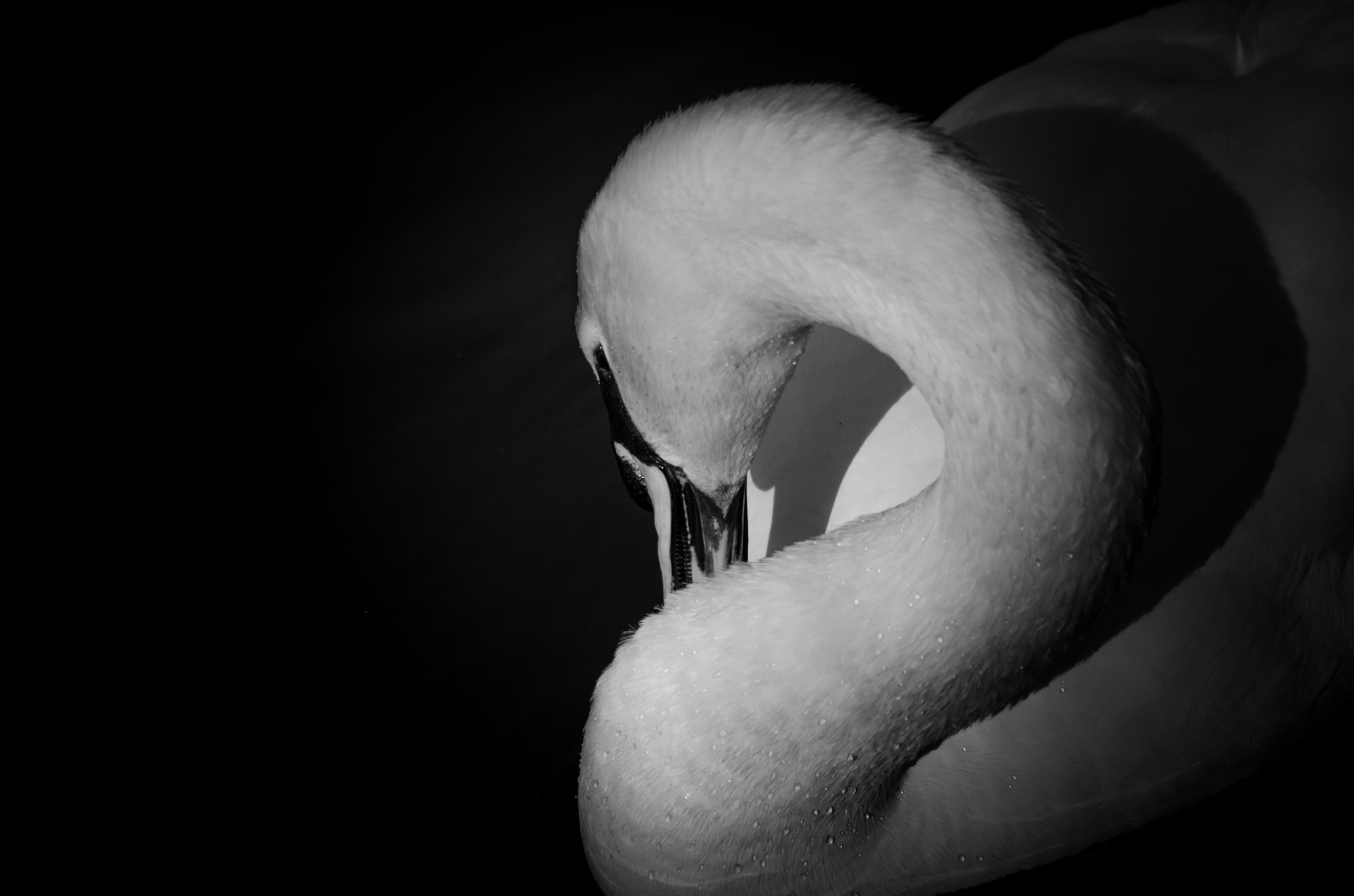 Londýn, Černá, zvěř, černobílý, Příroda, fotografování, labuť, Nikon, pusa, nos, zobák, labutě, UMĚNÍ, světlo, Černý a bílý, zvíře, fotografie, tma, krk, fanoušek, D5100, počítač tapeta, Černý a bílý, monochromatické fotografování, zblízka, vodní pták, zátiší fotografování, čelist