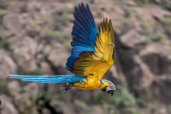 lumix,Panasonic,grancanaria,flying,parrot,maspalomas