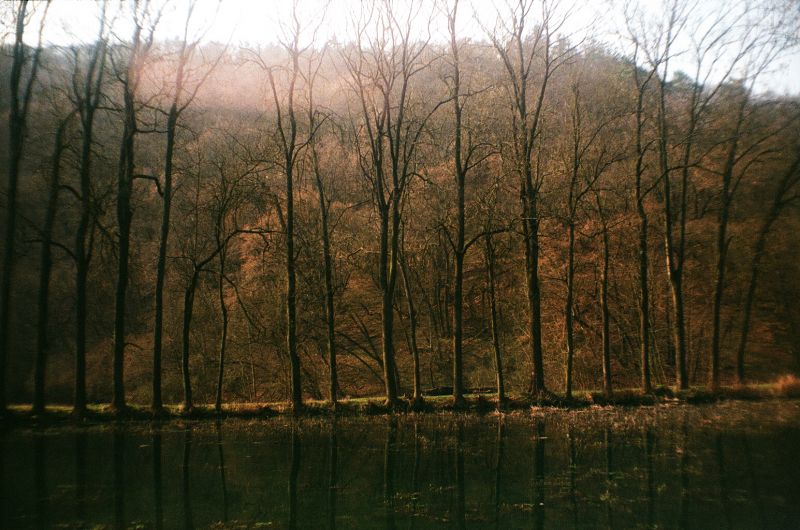 cây,Nước,Analog,nâu,Sự phản chiếu,rừng