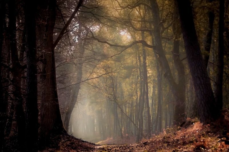 lumina soarelui, peisaj, pădure, natură, copaci, ramură lumina soarelui, peisaj, pădure, natură, copaci, ramură