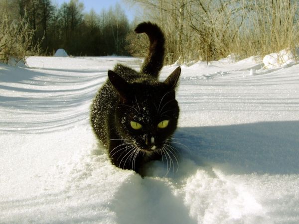 cat,animals,snow,winter,whiskers,Black Cat