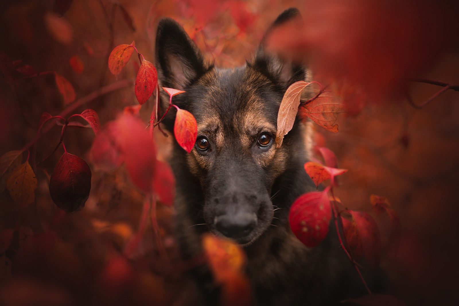 Pflanzen, rot, Blätter, Tiere, Hund, Säugetiere