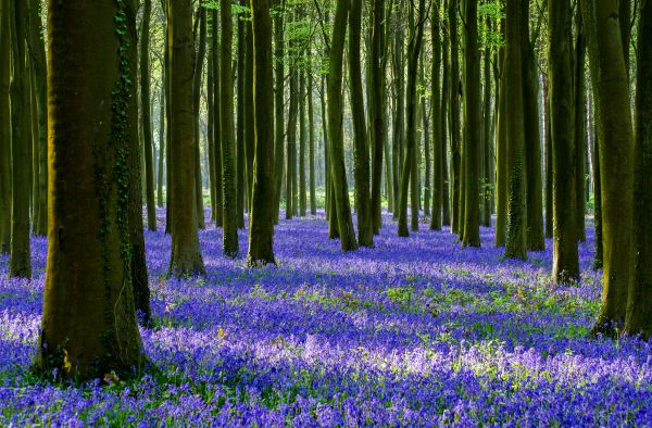 Earth,fields,flowers,forest,3840x2526 px,jungle