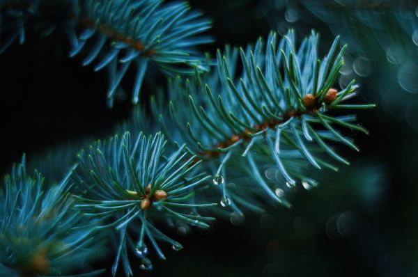 branch,green,underwater,coral,spruce,thorns