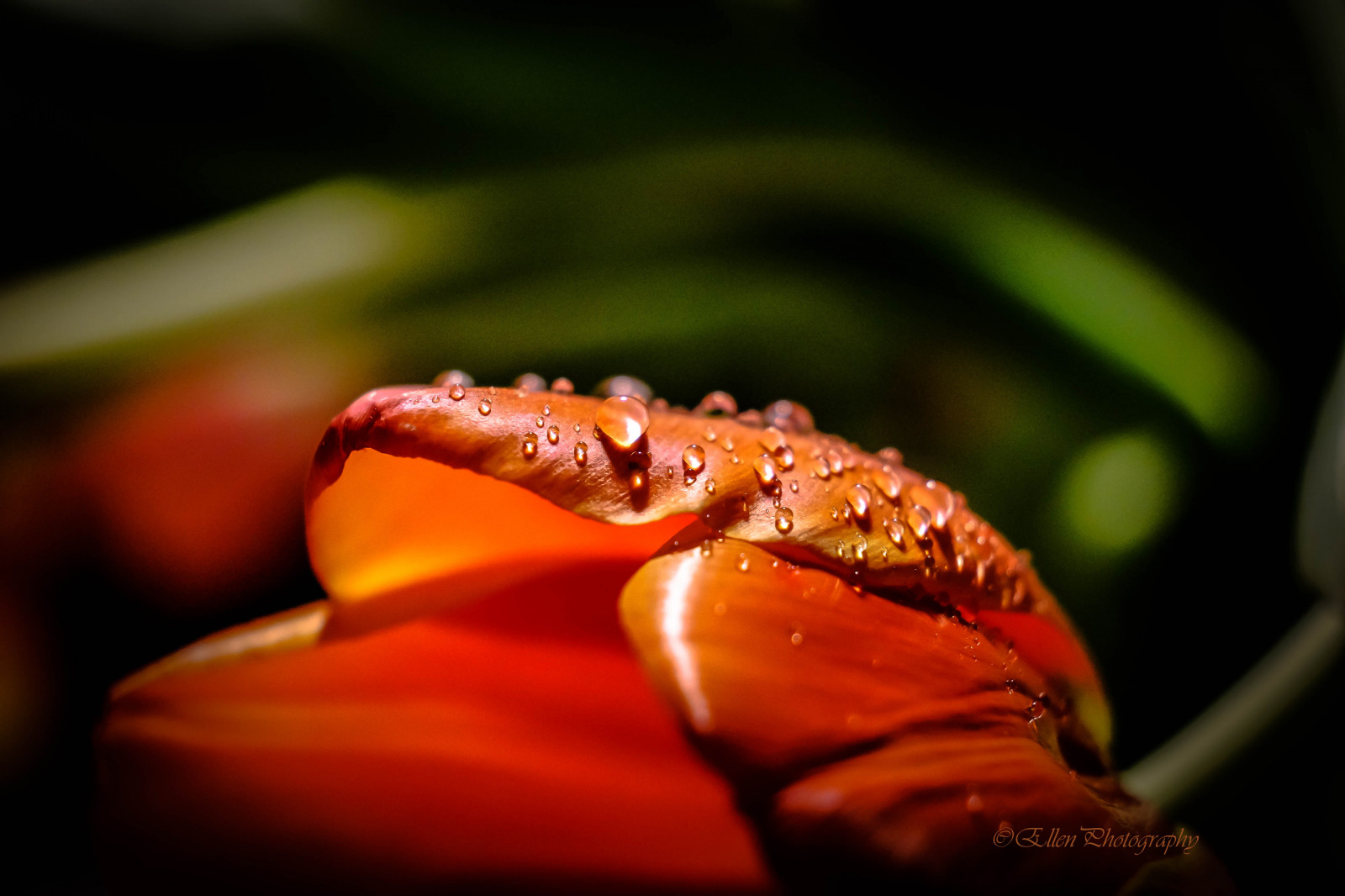 fallen, Tropfen, Makro, Tulpe, Tulpe, Orange, Grün, Licht, Hintergrund, Hintergrund, Schatten, Schatten, draussen, Gelb, Gelb, Blume, Blume, Bl te, blühen, Fiore, Fleur, Wassertropfen, Wassertropfen, Klar, klar, Chiaro, Fruhling, seaons, Jahreszeit, Frühling, Leuchten, Blitz