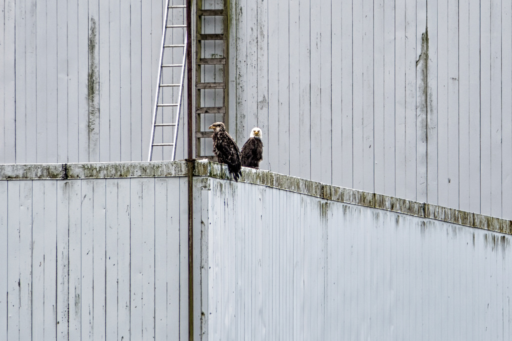 Wallpaper window, building, wall, wood, door, ladders, fence, eagle, bird, baldeagle, bc, line