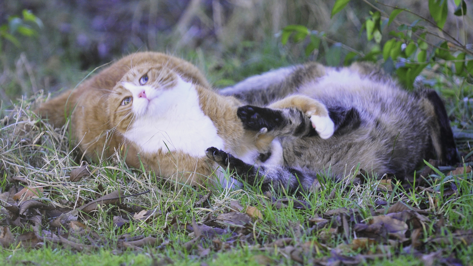 แมว, หญ้า, เสือ, สัตว์ป่า, ส้ม, Nikon, เครา, สัตว์เลี้ยง, สัตว์เลี้ยง, คิตตี้, สัตว์, แมว, สัตว์ป่า, d300, แมวเหมือนสัตว์เลี้ยงลูกด้วยนม, จมูก, แมวขนาดเล็กถึงขนาดกลาง, โรคสะเก็ดเงิน, orangecat, muffi