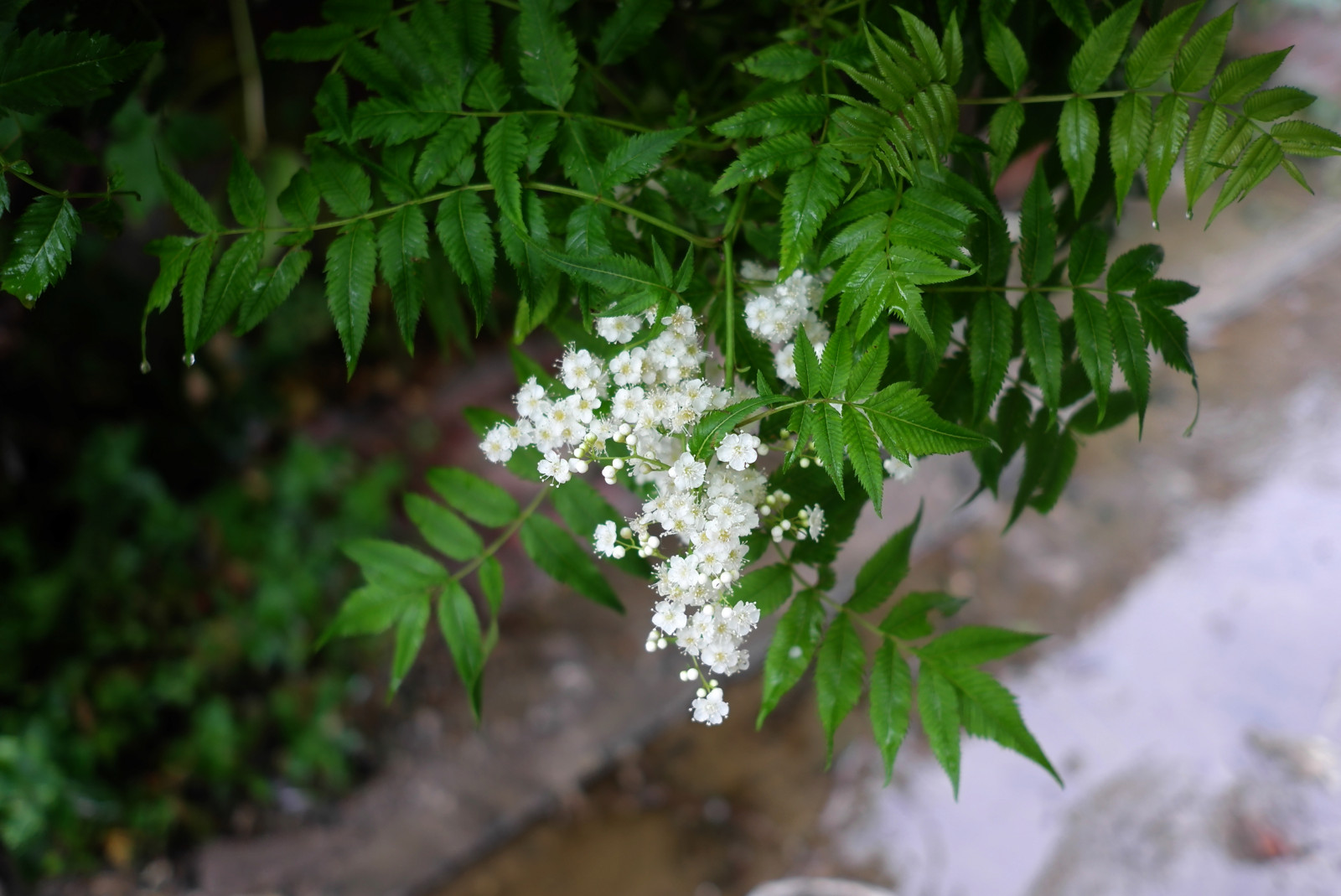 blomster, have, afdeling, grøn, urt, farve, smuk, træ, blad, blomst, plante, flora, fremstille, botanik, jord plante, blomstrende plante, vedplante, Busk, persille familie, skærmplante-ordenen