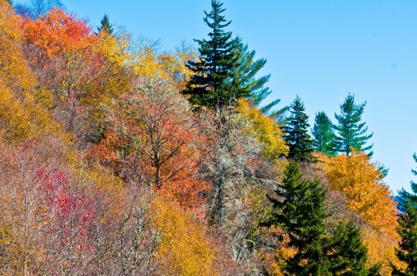 nature,trees,autumn