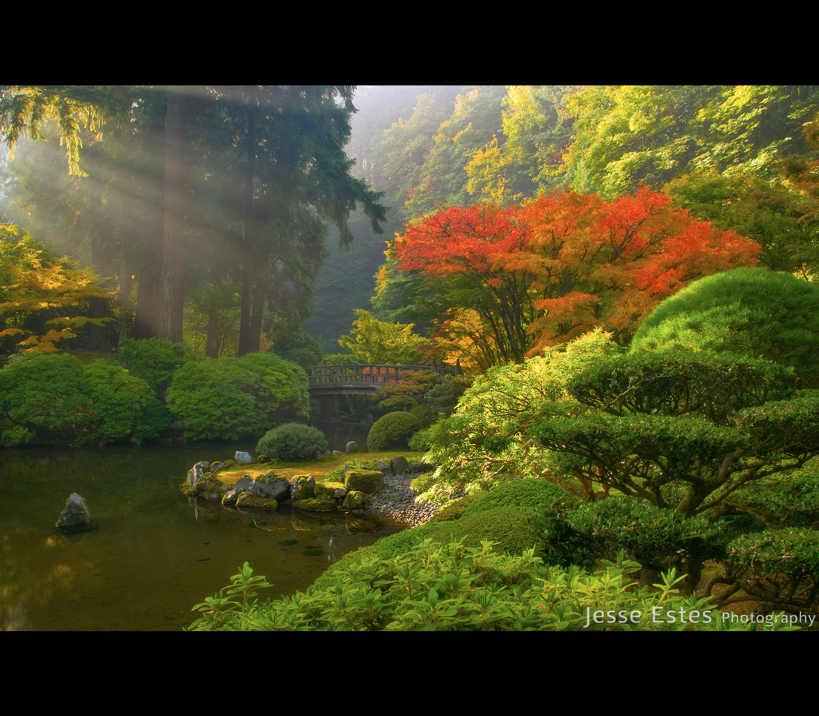 Wallpaper sunlight, forest, fall, garden, nature, wilderness, Oregon