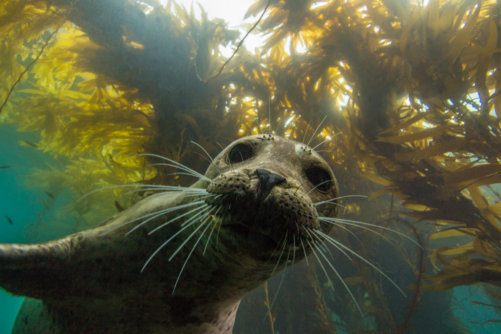 oči, voda, tráva, Volně žijících živočichů, Pod vodou, kníry, těsnění, zvědavý, roztomilý, oceán, mořský, těsnění, ventura, fauna, elegantní, sanmiguelisland, čenich, mořská biologie, mořští savci, organismus, Normanské ostrovy, harborseal, Santa Barbara, útulek těsnění, Anacapa, anacapaisland, santacruzisland, underwaterphotography, modrý oceán, channelislandsnationalpark, santarosaisland, californiaunderwater, californiascubadiving, diverdoug, kelpforest, phocavitulina, underwaterforest, kelpsunburst