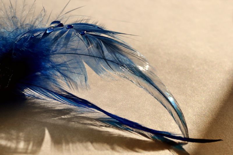 modrý, Pírko, zblízka, makro fotografie, křídlo, stock photography