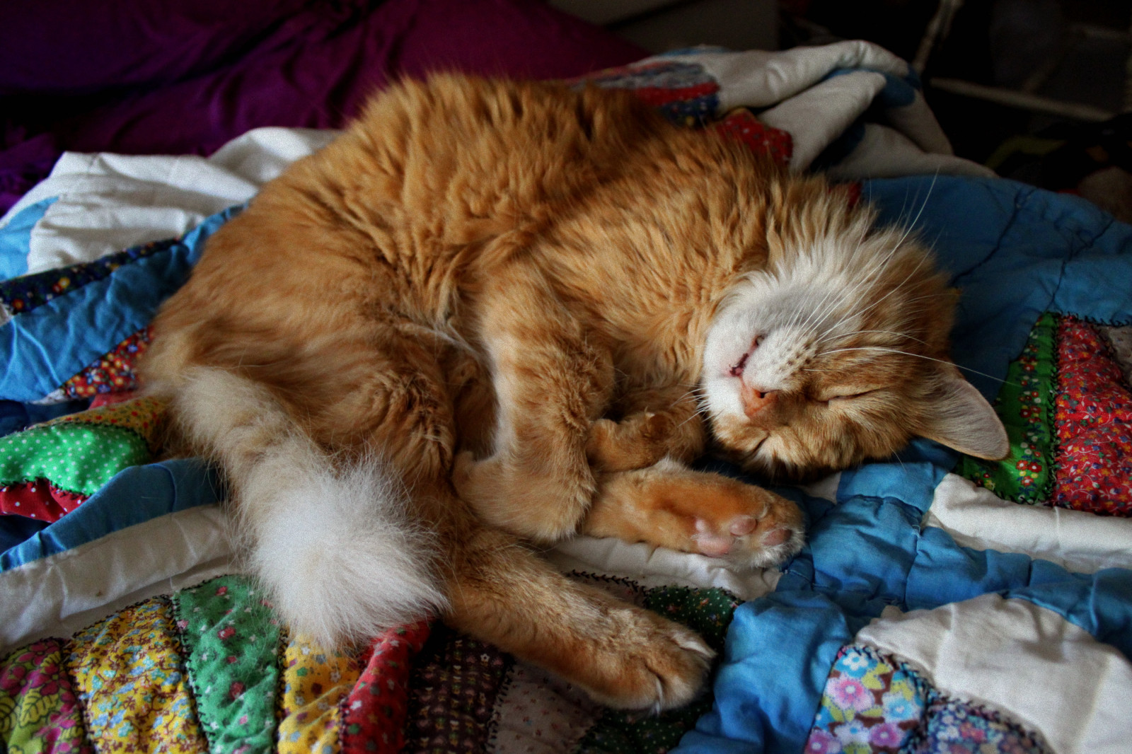 starý, růžový, oranžový, film, Nohy, květinový, usměj se, kočka, Kánon, vinobraní, nos, eos, rebel, velký, postel, oči, Zavřeno, ruka, nachový, deka, nejasný, milo, pruhy, pokoj, místnost, mourek, obilí, falešný, načechraný, povlečení na postel, kníry, vyrobený, tlapky, nemocný, T1i