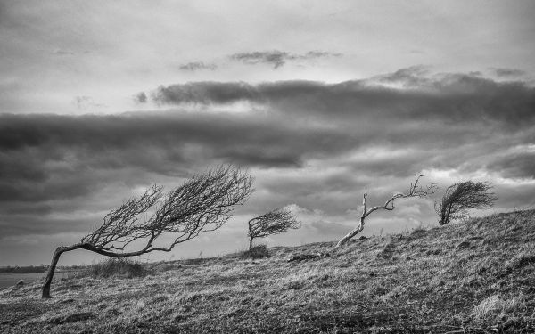 landscape,white,monochrome,dark,sea,trees