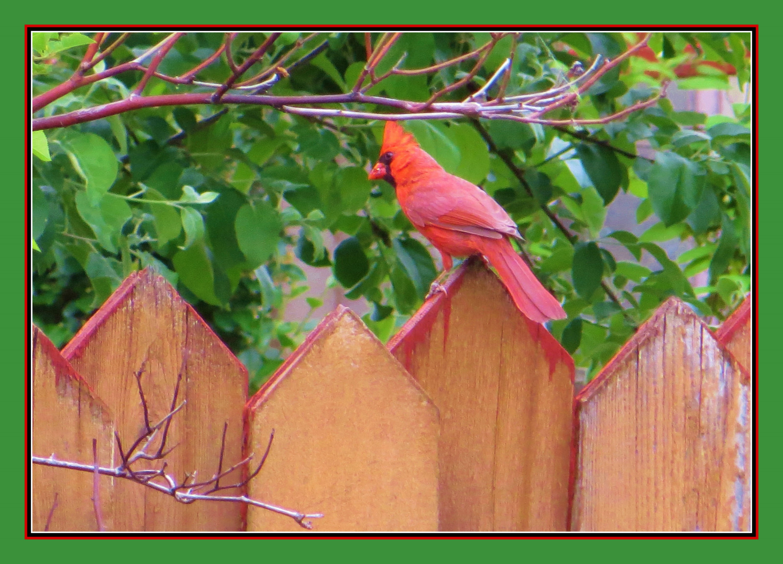 træer, blade, natur, rød, vinger, træ, fjer, grøn, Canada, canadisk, hegn, ramme, Ottawa, Ali, smuk, blad, blomst, fugl, held, kardinal, flora, kolibri, farverig, grene, farver, rosso, heldig, bello, natura, Uccello, fauna, mygarden, siddepinde fugl, botanik, besøgende, fortuna, gesims, malecardinal, SEPA, Cardinale, maschio, redcardinal, PIUME, miogiardino, Dilegno, Fortunata, malecardinalonfence, northernredcadinal