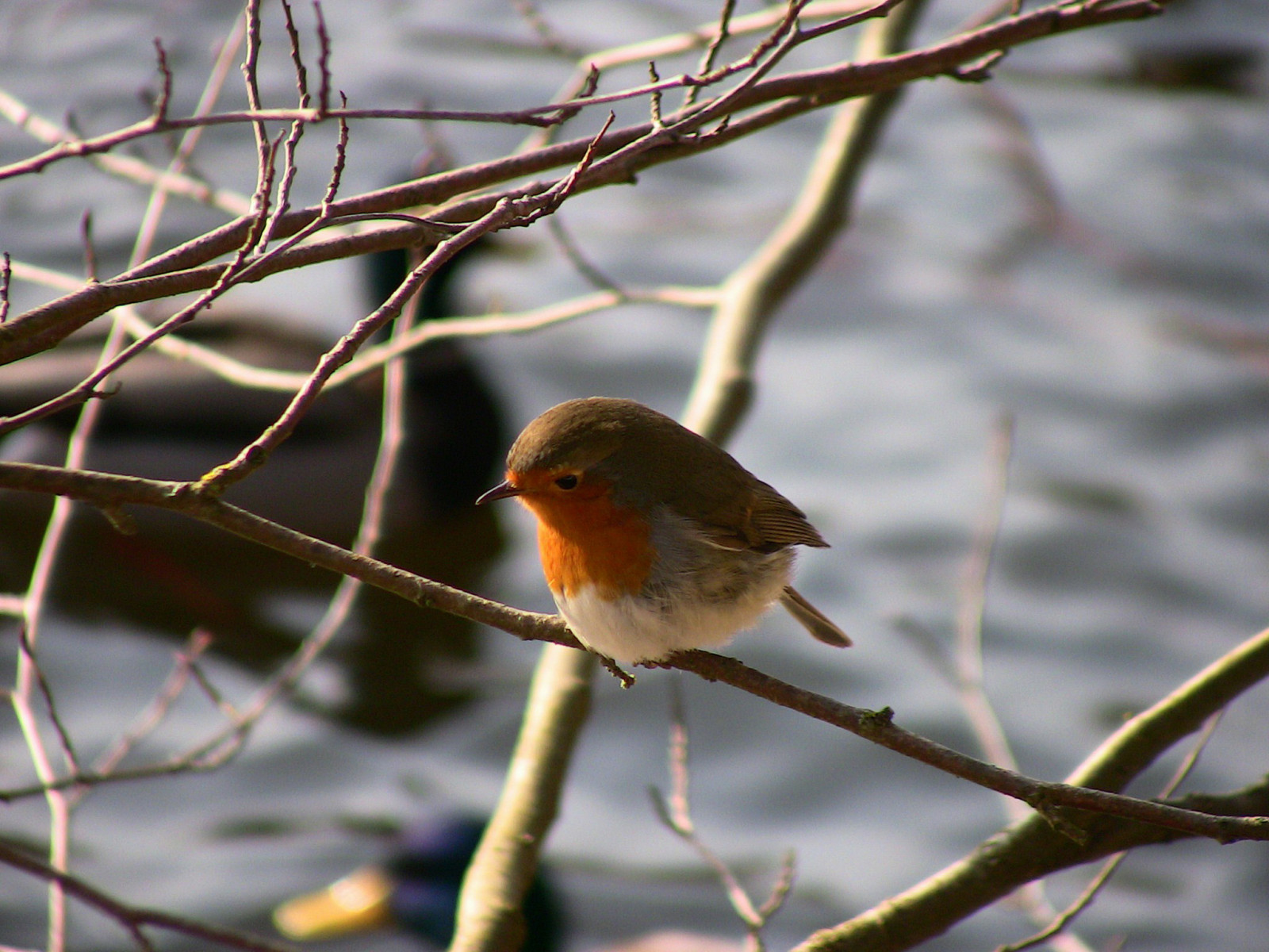 ptactvo, zvěř, stvoření, Příroda, zima, větev, led, Volně žijících živočichů, zobák, Draci, neige, strom, zvíře, pták, pěnkava, divoký, saariysqualitypictures, červenka, Pírko, natur, nebezpečí, Schnee, vogel, 1001nights, 1001nightsmagiccity, fauna, řada, roba66, naturalezza, oiseaux, thewonderfulworldofbirds, eis, Zvířata, větvička, prohlížení pták, červenka obecná, Lejskovití, Emberizidae, střízlík, rotkehlchen, d hiver, Junco