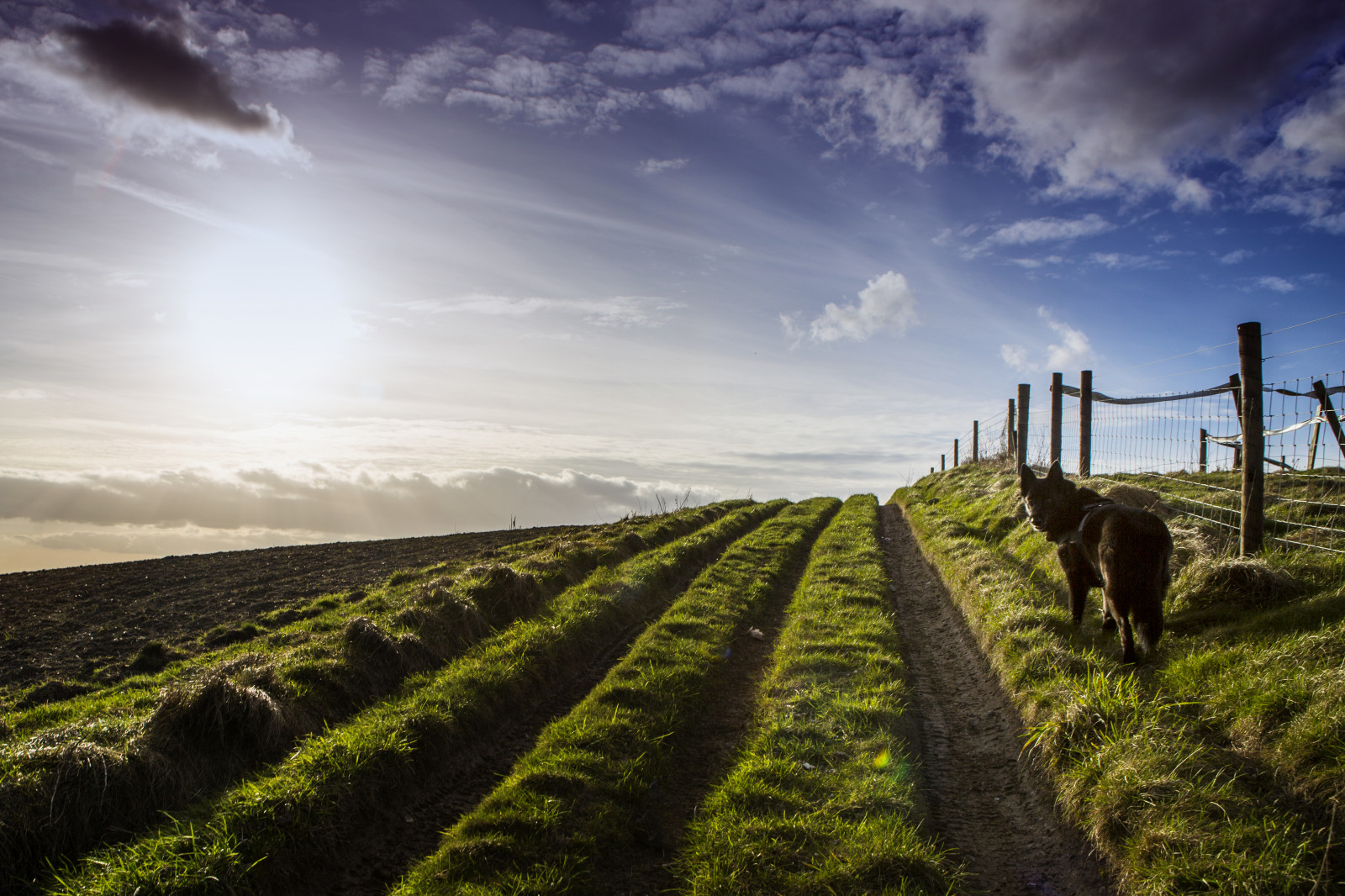Devizes Countryside Wallpaper : ridgeway, dog, blackdog, fence, lane, track, countryside ...