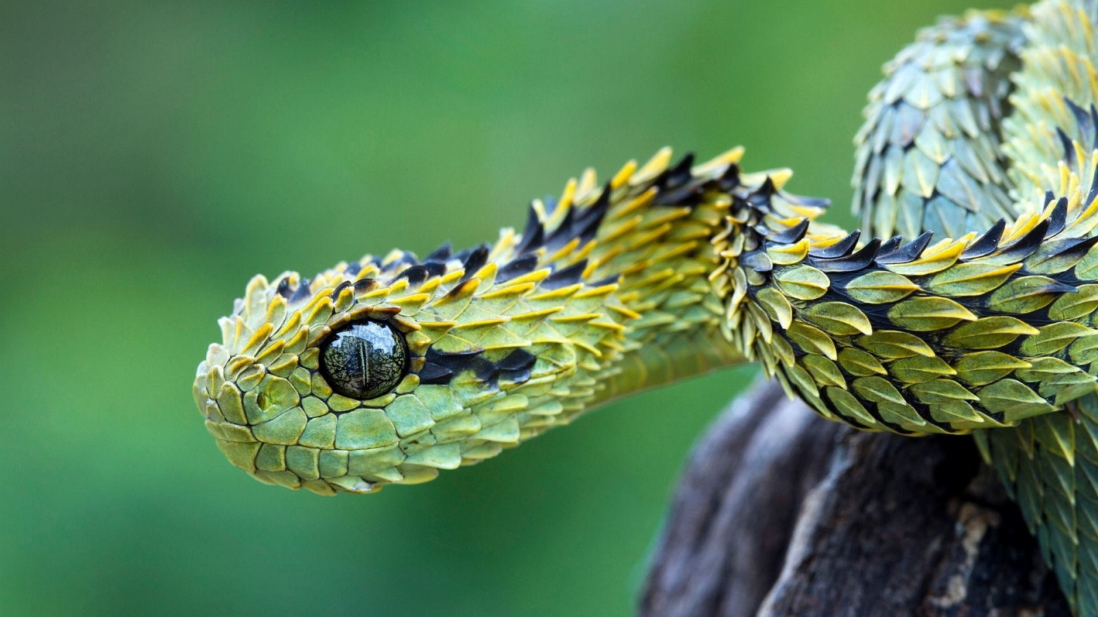 Wallpaper : animals, nature, grass, branch, snake, green, wildlife ...