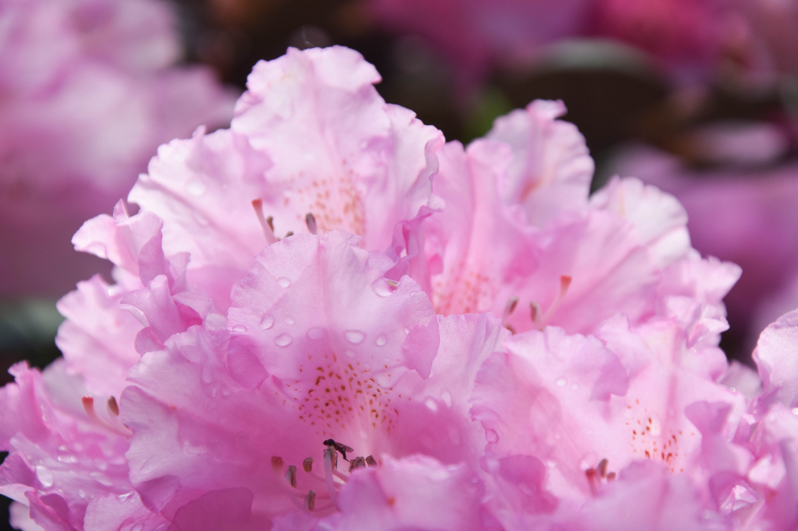 ดอกไม้, เมือง, เมือง, จอด, สีเขียว, เบ่งบาน, สวีเดน, สีชมพู, Rhododendron, ต้นไม้, ดอกไม้, ปลูก, นก, พืช, มัลโม, pildammsparken, กลีบดอก, ดอกโบตั๋น, โรงงานที่ดิน, พืชดอก, ไม้ยืนต้น, ไม้พุ่ม, การถ่ายภาพมาโคร