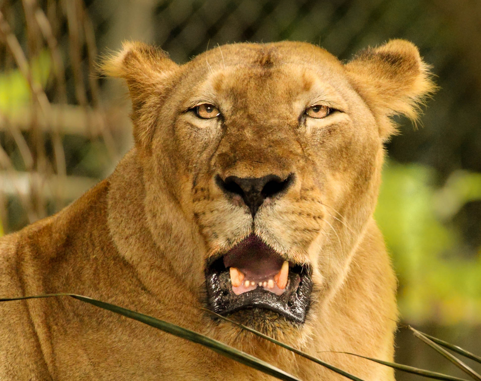 ritratto, natura, erba, tigre, Leone, natura, Canone, Africa, pelliccia, grandi gatti, barba, giungla, Regina, animale, 300 millimetri, 70300, vigilantphotographersunite, fauna, mammifero, 50d, gatto come mammifero, grugno, savana, criniera, carnivoran, organismo, masai leone, pace verde, tigre, terrestrial animal