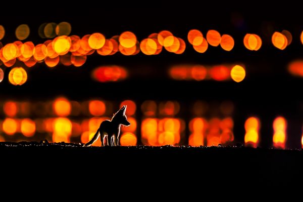 light,black,amber,orange,lighting,heat
