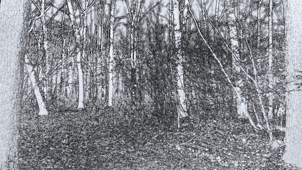 nature, trees, drawing, forest, monochrome, snow