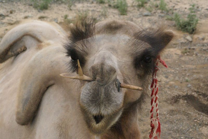 camel,face,nose