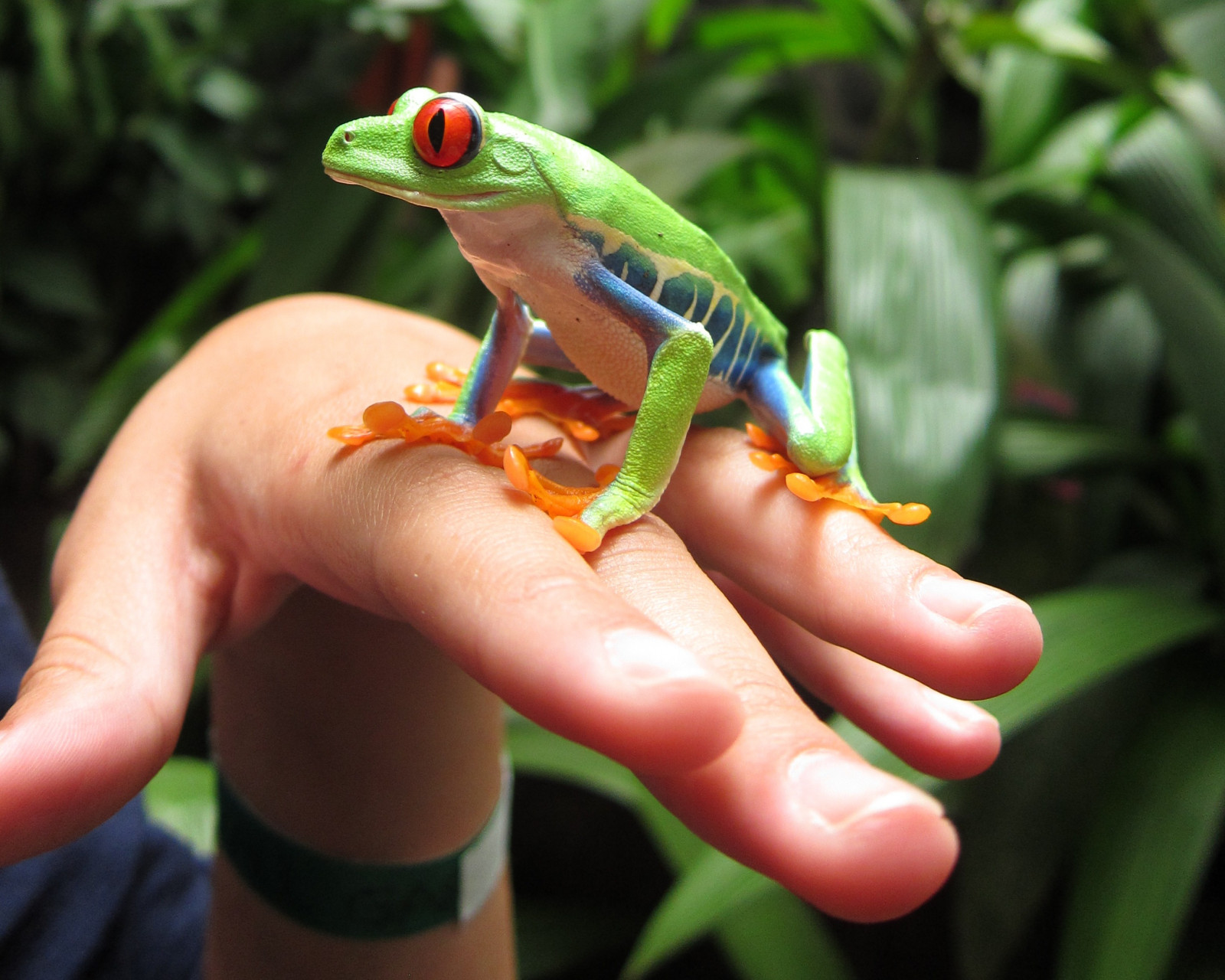 Kánon, Kostarika, silná rána, žába, gaudi, červené oko, S95, Gaudiredeyedfrog