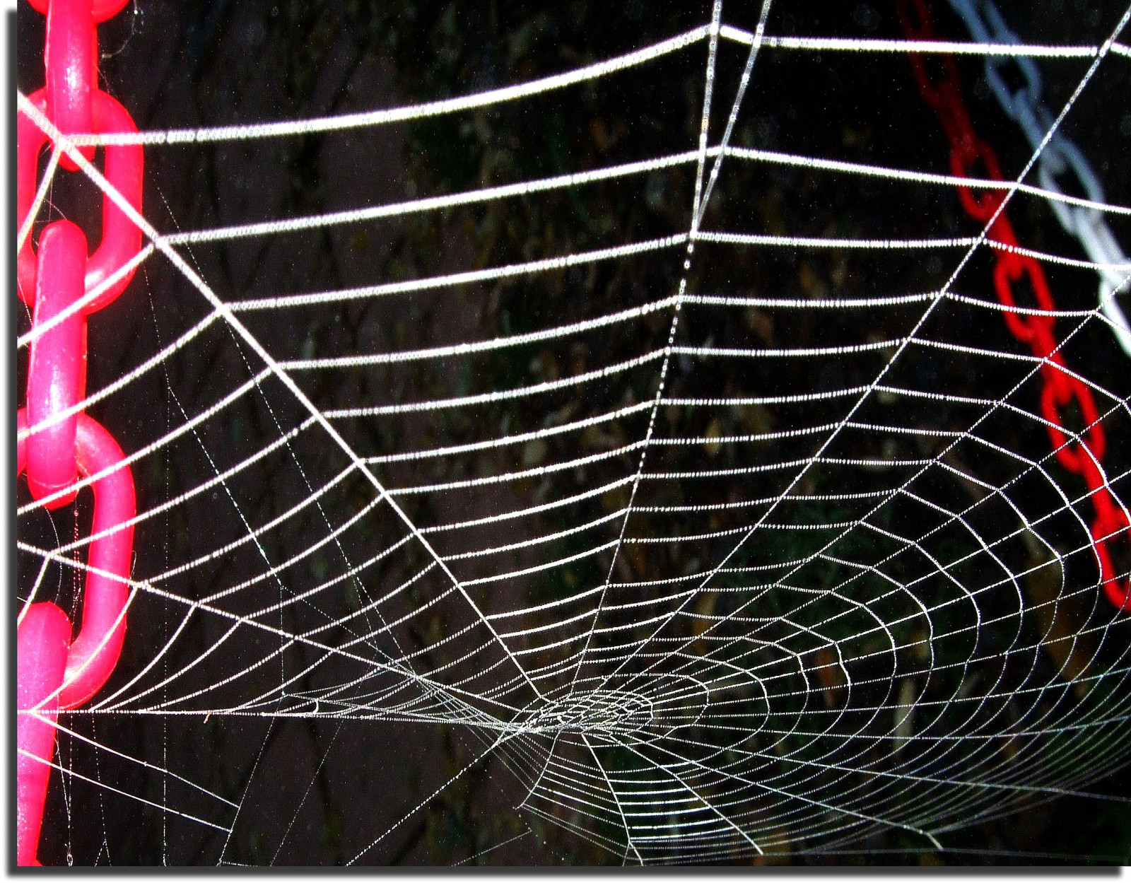 rød, hvid, kæder, edderkoppespind, udforske, Forside, rosso, bianco, catene, 2011, Ragnatela, cairomontenotte