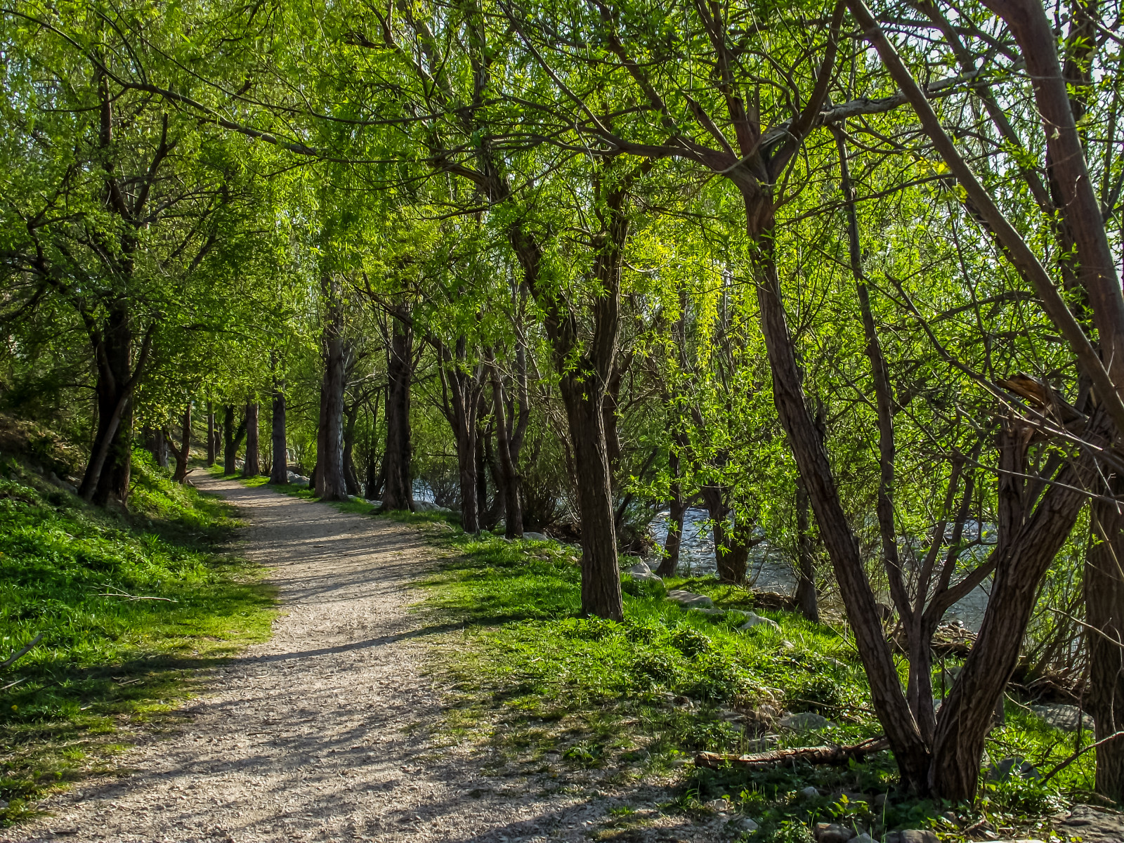 slunečnímu záření, les, Příroda, park, větev, zelená, řeka, Slunný, džungle, deštný prales, Fujifilm, sobota, strom, podzim, Procházka, list, rostlina, venkovní, stezka, FinePix, zálesí, háj, venkov, místo výskytu, přírodní prostředí, atmosférický jev, botanika, dřevina, geografický rys, ekosystém, prales, smíšený les, opadavý, S2500