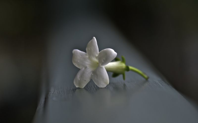 fiore,sfondo,superficie,macro